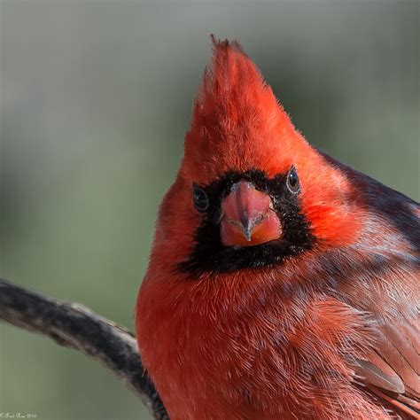 The Look Northern Cardinal Cardinalis Cardinalis Peace V Flickr