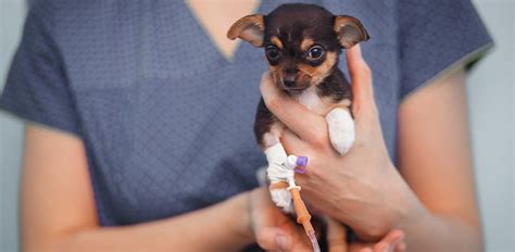 Parvovirus In Dogs Symptoms Causes And Best Treatments The Vets