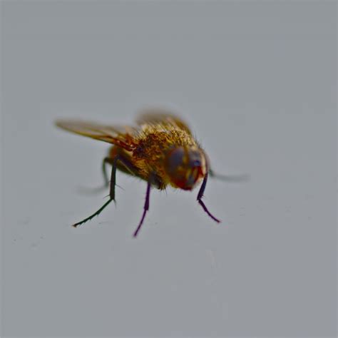 Macro Fly Fotos