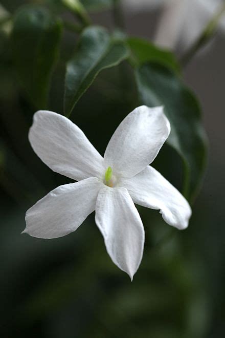 Jasmine Absolute Jasminum Grandiflorum Alohatherapy