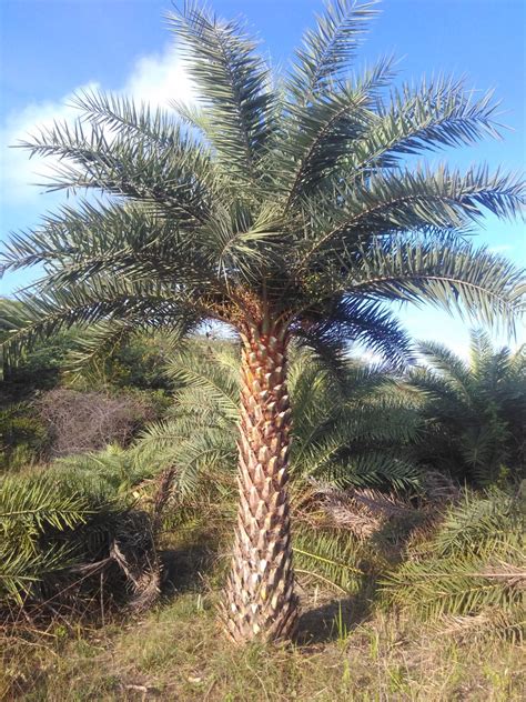 Die dattelpalme zählt zu den wichtigsten nutzbäumen weltweit. Silber-Dattelpalme - Phoenix Sylvestris 5.0m Stamm ...
