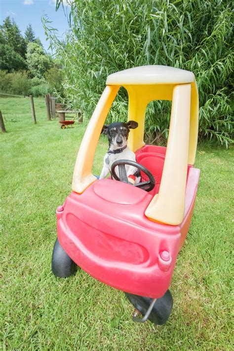 Dog In A Buggy Stock Image Image Of Transportation Vehicle 55903553