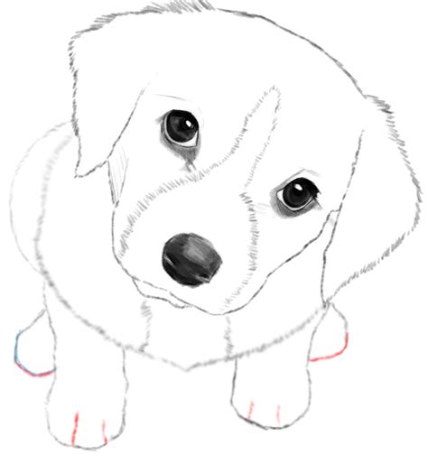 How To Draw A Realistic Puppy