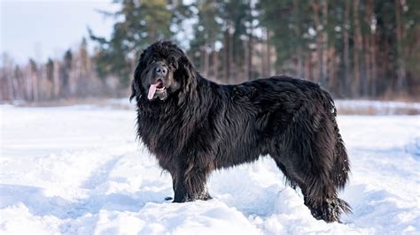 These Are The Most Popular Giant Dog Breeds In America Page 7 247