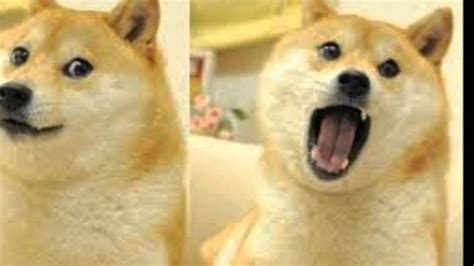 Wow so geometry very triangle many math doge is hypotenusepic.twitter.com/v2mmtnurnf. DOGE THE DOG IS SEXY - YouTube
