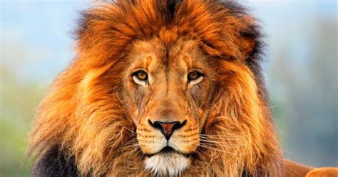 100 Lion Wallpapers For Your Desktop Most Beautiful