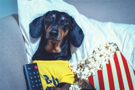 The 60 Greatest Movies Starring Dogs The Dogington Post