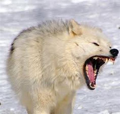 The Arctic Wolves Hubpages