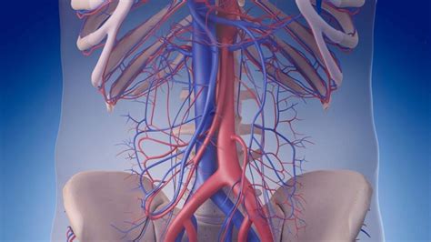 An Introduction To Vascular Surgery In Singapore Vascular