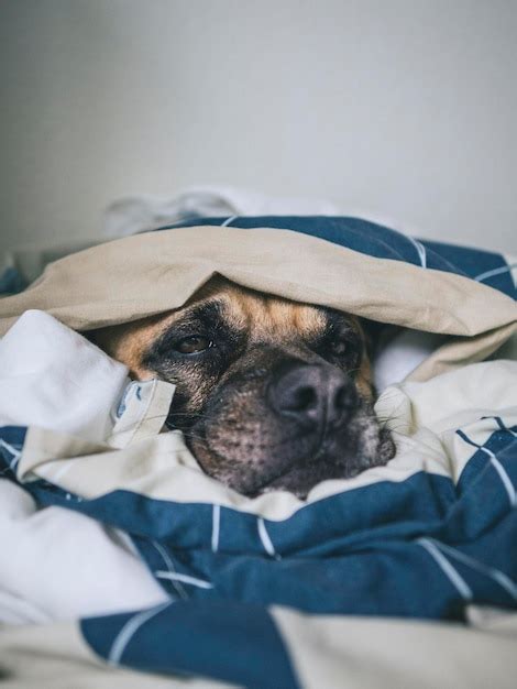 Premium Photo Adorable Perro Debajo De Las Sabanas De La Cama