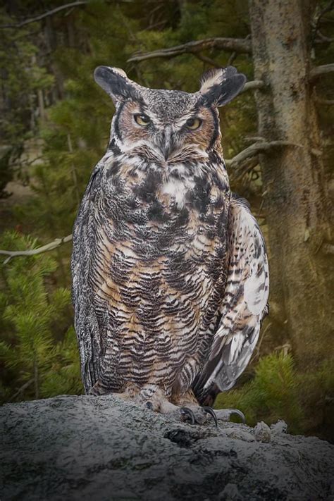 Portrait Of A Great Horned Owl By Randall Nyhof Great Horned Owl Owl