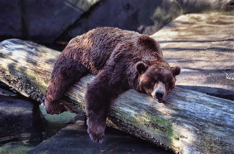Bear Sleeping Mike Boswell Flickr