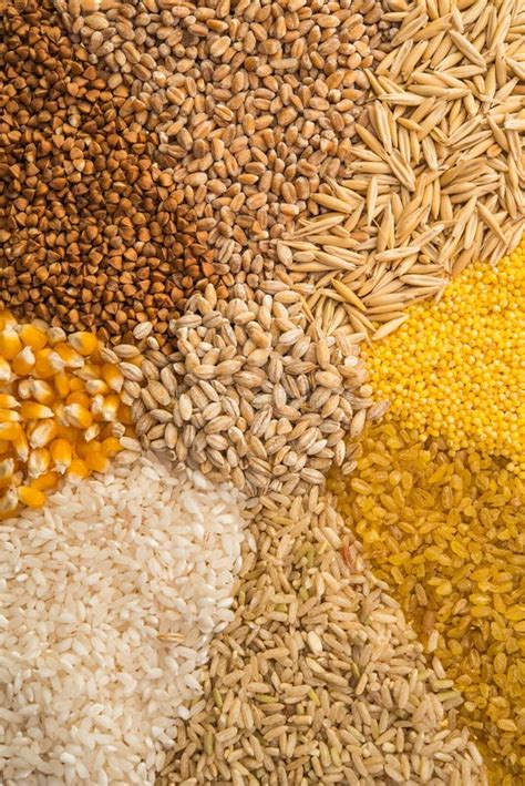 Collection Set Of Cereal Grains Stock Image Image Of Cultivate