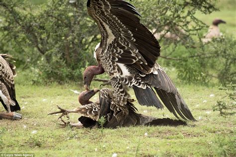 Vultures Fight Over Animal Carcass In Incredible Serengeti Pictures
