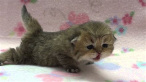 Luxury doll face persian kittens for sale. Honey Pie - Female Teacup Chinchilla Golden Persian Kitten ...