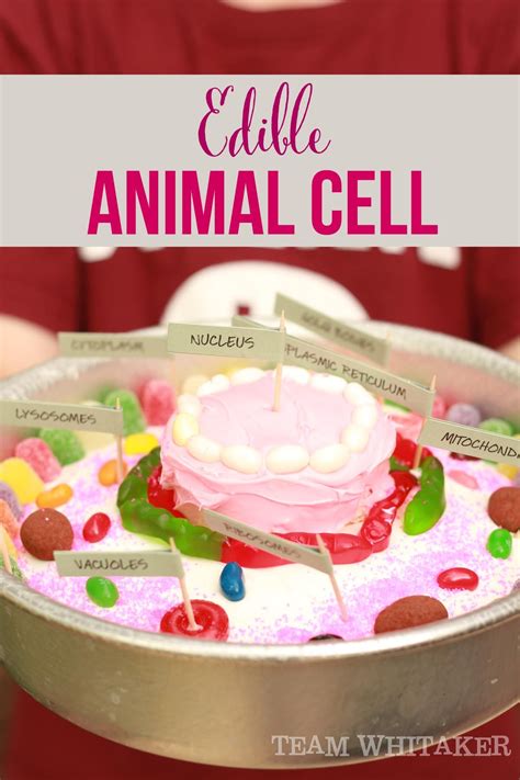 Maybe you would like to learn more about one of these? Edible Science: The Animal Cell - Kathryn Whitaker ...