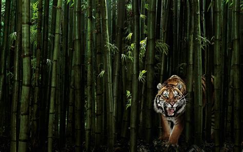 Tiger In The Bamboo Forest Wallpapers And Images Wallpapers Pictures