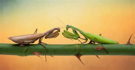 Male Vs Female Praying Mantis What Are The Differences A Z Animals