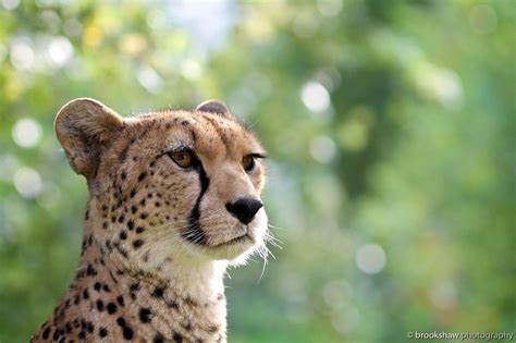 Cheetah Profile By Gary Brookshaw On 500px