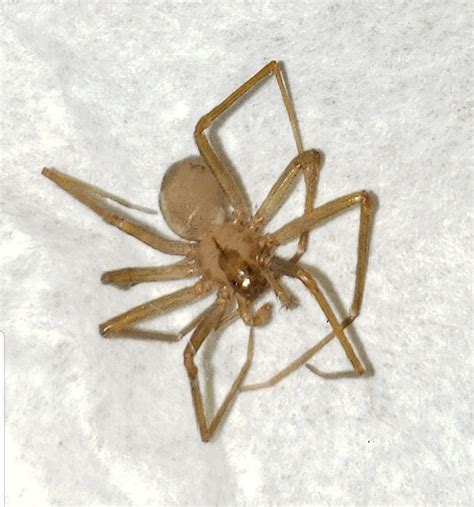 Just Found This Brown Recluse With A Perfect Fiddle Marking In My 5