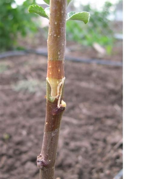 A fruit tree that's grafted onto a different species of a fruit tree will only receive water and nutrients from the host tree's xylem. Fruit tree grafting - I need to do this. | Grafting fruit ...
