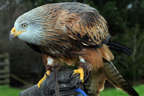 Best Of British Meet Birds Of Prey At Feathers And Fur Falconry Centre