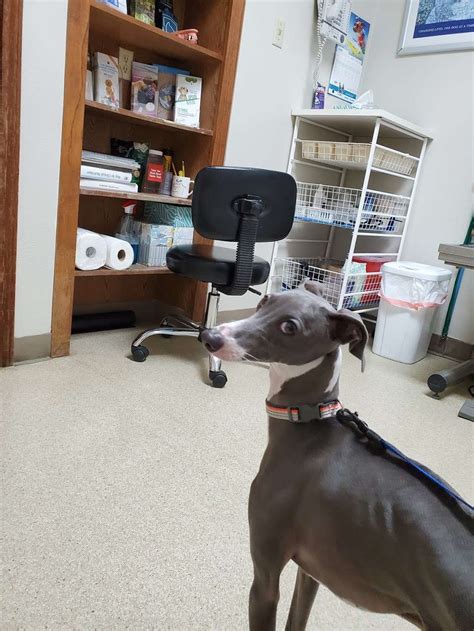 To communicate or ask something with the place, the phone. Springhill Veterinary Clinic, 3214 W Campbell Rd, Garland, TX 75044, USA