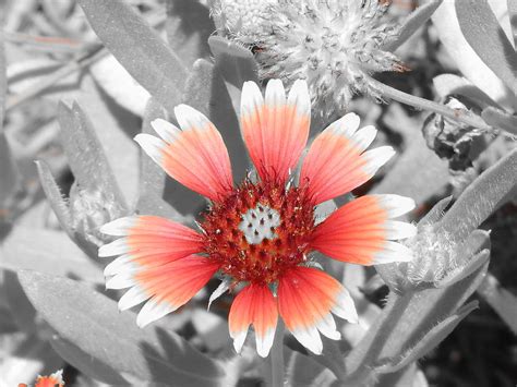 Daisy In Pink Photograph By Melissa Gallant Fine Art America