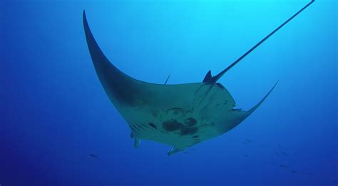In A First Scientists Discover Oceanic Manta Ray Nursery Nova Pbs