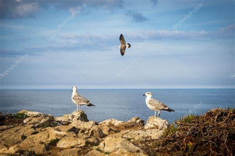 Seagulls In A Cliff In The Portuguese Coast — Stock Photo