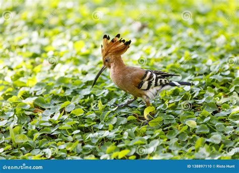 Closeup Of Hoopoe Bird On A Grass Stock Photo Image Of Animal