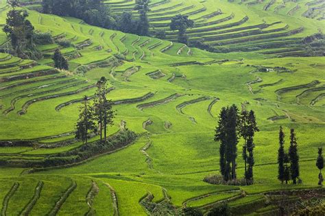 Honghe Hani Rice Terraces Rural China At Its Best Travel Photography Blog By Nisa Maier And