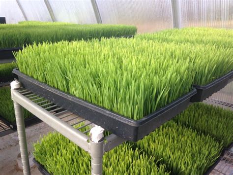 How To Grow Wheat Grass At Home For Your Smoothies