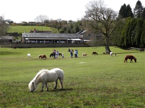 Miniature Pony Centre Torquay A Local Guide