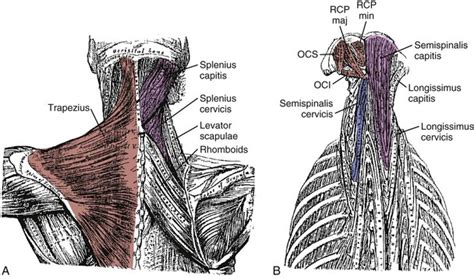 Architectural Design And Function Of Human Back Muscles