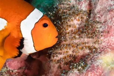 Definitive Guide To Breeding Clownfish How To Hatching Eggs And More