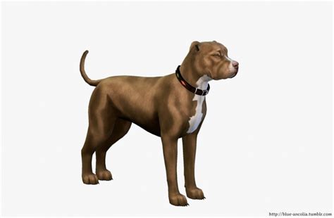 Brown Pitbull Makeover First Version At Blue Ancolia Sims 4 Updates