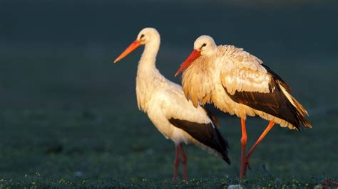 Over 200 White Storks Arrive In North China Wetlands Cgtn