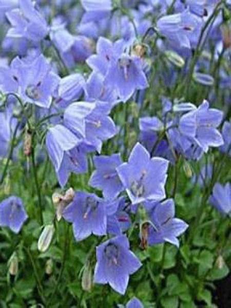 Campanule Baby Blue Campanula Cochlearifolia Le Jardin Du Pic Vert