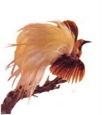 Gambar mewarnai burung anak tk paud dan. Gambar Burung Cendrawasih Png | Gambar Burung Wallpaper