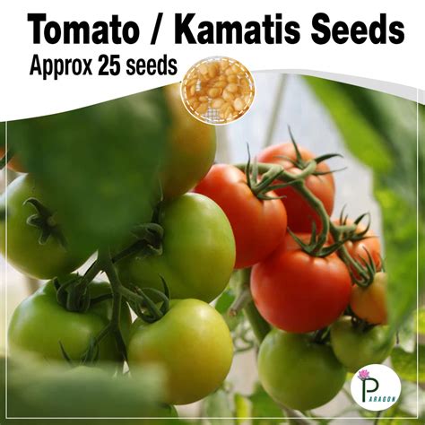 Tomato Kamatis Seeds Approx 25 Seeds Shopee Philippines