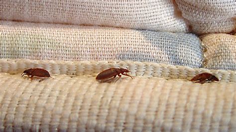 Canadas Worst City For Bedbugs Just Revealed