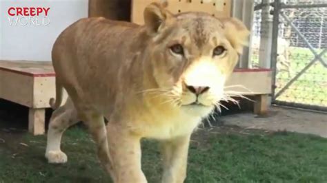 Lioness Reunites With The Man Who Adopted Her And There Isnt A Dry Eye In The House Youtube
