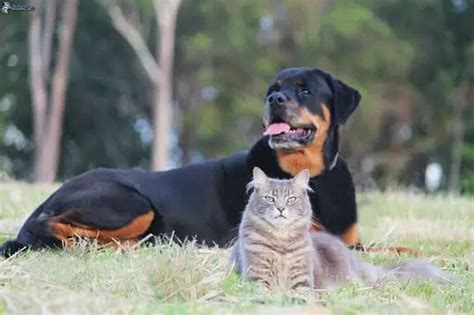 Are Rottweilers Good With Cats Rottweiler Life