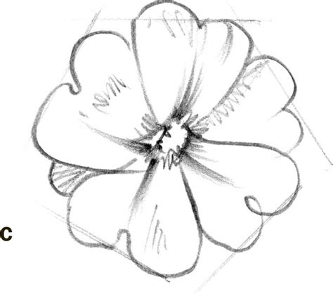 Learn how you can draw different flowers step by step. Primrose - Drawing: Flowers with William F. Powell Book