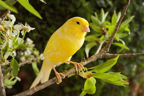 Canary Pet Bird Profile Cage Sounds Food Care Lifespan
