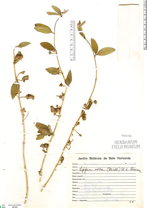 Lippia Alba Rapid Reference The Field Museum