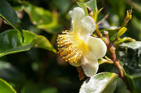 Tea Plant (Camellia Sinensis) - Spiritual Purpose - Pegasus Products
