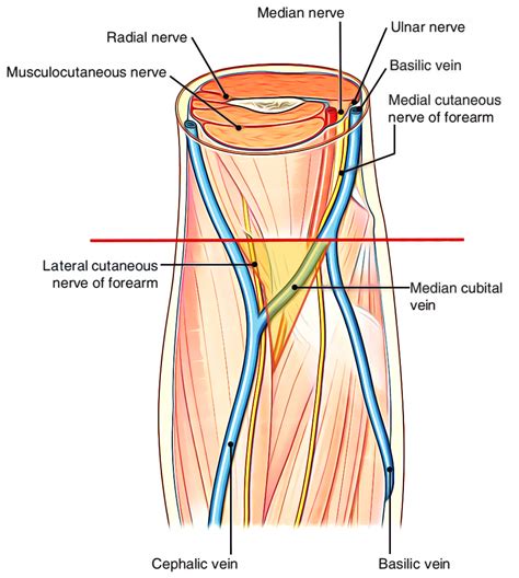 Cubital Fossa Anatomy Earths Lab