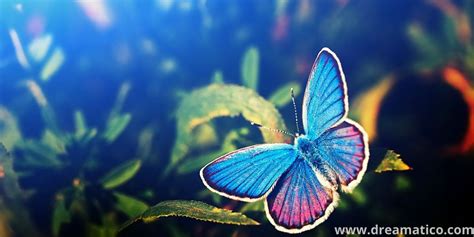 If you wish to tread upon the road to enlightenment, perhaps you must choose this. Is White Butterfly Meaning-Secret Signal Of God? - Dreamatico